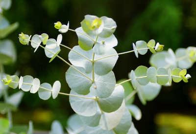 EUCALYPTUS GUM